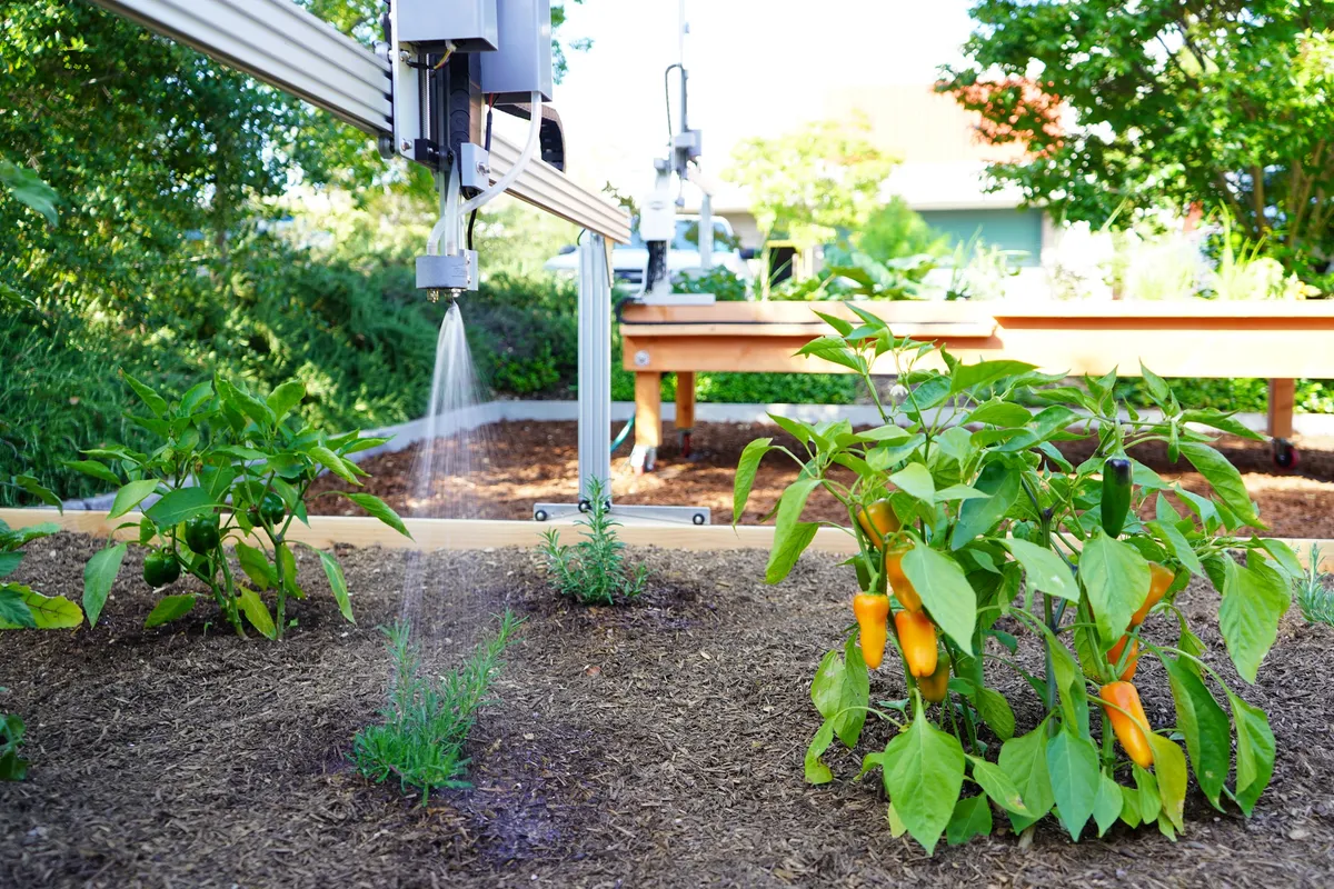 A FarmBot gantry watering young pepper plants in a raised bed at golden hour