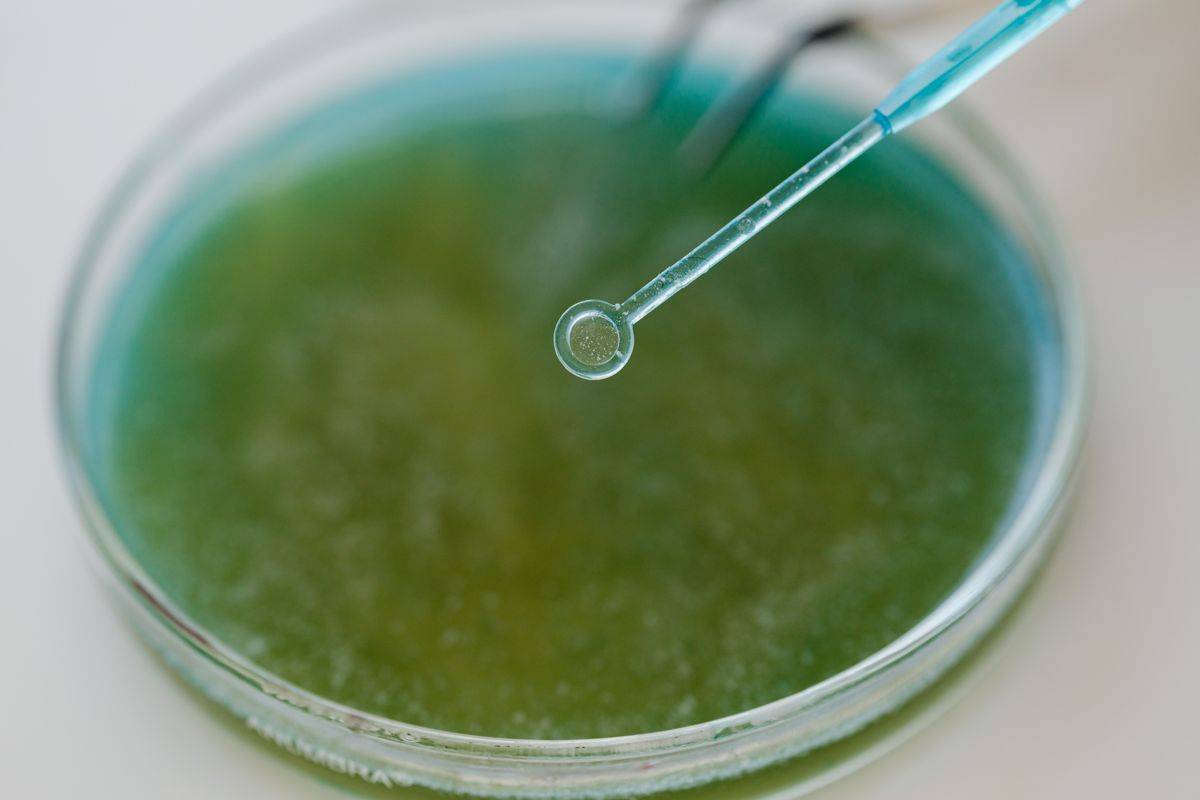 Spirulina algae culture in a glass dish, the core production input for the Johnny Autoseed system